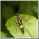 Allantus cf cingulatus - Blattwespe 01a 9mm.jpg